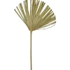 ASA - Feuille de palmier éventail