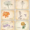 ASSOCIATION KOKOPELLI - 14 cartes postales plantes médicinales