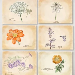 ASSOCIATION KOKOPELLI - 14 cartes postales plantes médicinales