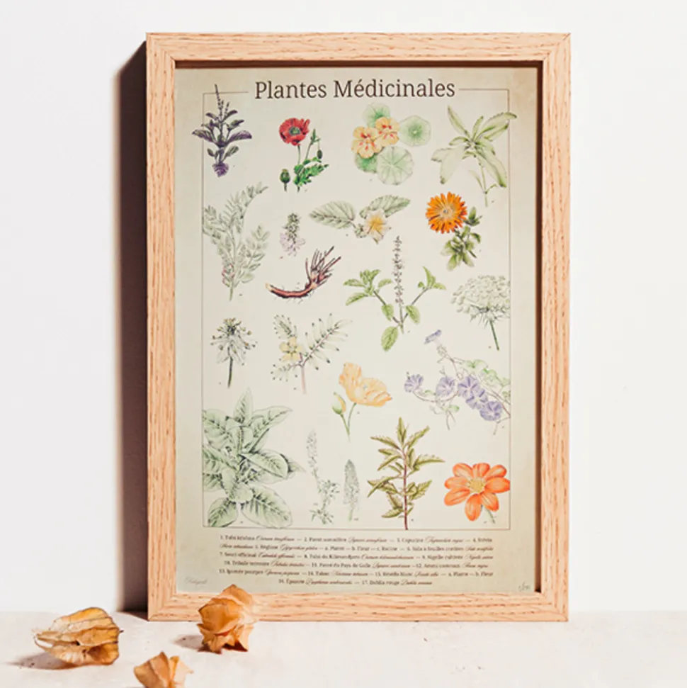 ASSOCIATION KOKOPELLI - Planche botanique plantes médicinales numérotée a2