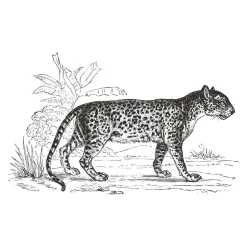 ATMOSPHERA CREATEUR D'INTERIEUR - Sticker "léopard" - noir et blanc - 125x78 cm