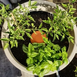 Céramique d'irrigation Ollas Jamet Mini-Serre - 0.8L