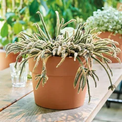 DEROMA - Pot Vaso Perfetto Cotto en terre cuite D.29 x H.23,6cm