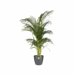 ELHO - Brussels rond 25 anthracite