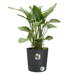 ELHO - Pot Greensense Aqua Care ciment rond, avec réservoir d'eau - D.43cm