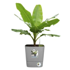 ELHO - Pot Greensense Aqua Care ciment carré, à reservoir d'eau - L.30cm