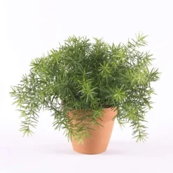 EMERALD - Asperge, vert H. 9 cm, dans pot