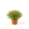 EMERALD - Cresson H. 13 cm, dans pot