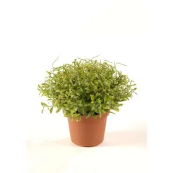 EMERALD - Cresson H. 13 cm, dans pot