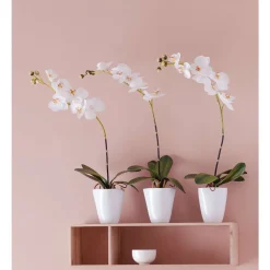 EMERALD - Orchidée, blanc H. 64 cm, dans pot Ø 11 cm