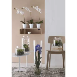 EMERALD - Orchidée, blanc H. 64 cm, dans pot Ø 11 cm