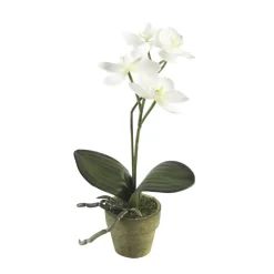 EMERALD - Orchidée mini, crème H. 25 cm, en pot