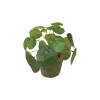 EMERALD - Pot Pilea mini Bush 13cm