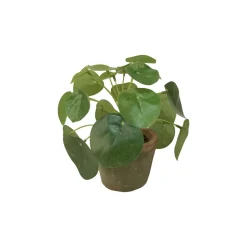 EMERALD - Pot Pilea mini Bush 13cm