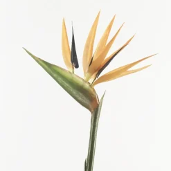 EMERALD - Tige oiseau du paradis, orange H. 70 cm