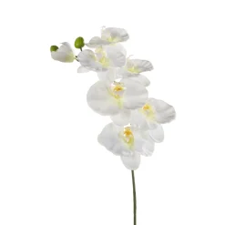 EMERALD - Tige orchidée ramifiée, crème