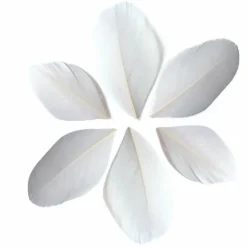 GRAINE CRÉATIVE - 100 plumes coupées - blanc 6 cm