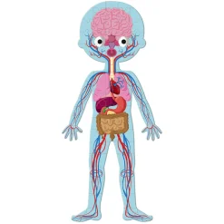 JANOD - Puzzle éducatif le corps humain