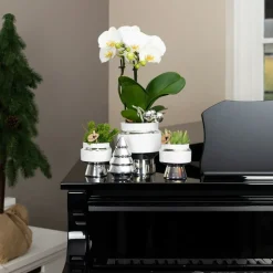 LA GREEN TOUCH - Le chic : pot en céramique blanche argentée