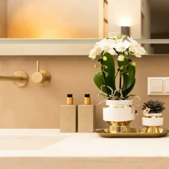 LA GREEN TOUCH - Le chic bloempot - pot blanc avec détails dorés