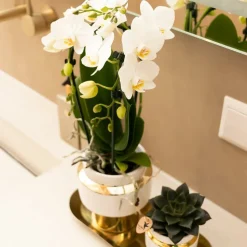 LA GREEN TOUCH - Le chic bloempot - pot blanc avec détails dorés