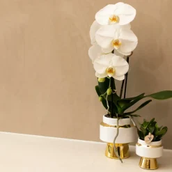 LA GREEN TOUCH - Le chic bloempot - pot blanc avec détails dorés