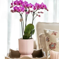 LA GREEN TOUCH - Offre combinée - pots décoratifs diabolo roses