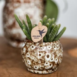 LA GREEN TOUCH - Offre combinée safari pots décoratifs