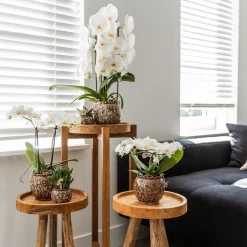 LA GREEN TOUCH - Offre combinée safari pots décoratifs