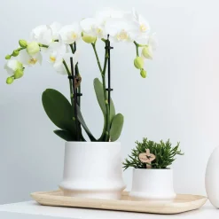 LA GREEN TOUCH - Plateau ovale en bambou