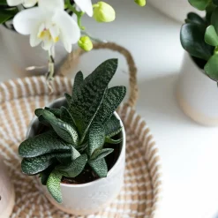 LA GREEN TOUCH - Plateau tressé blanc - accessoire déco