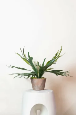 LA GREEN TOUCH - Platycerium plante artificielle- h50cm, ø15cm