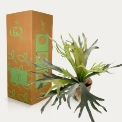 LA GREEN TOUCH - Platycerium plante artificielle- h50cm, ø15cm