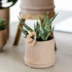 LA GREEN TOUCH - Pot bali - sable - minimaliste et élégant