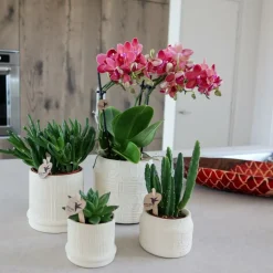 LA GREEN TOUCH - Pot bali - blanc cassé