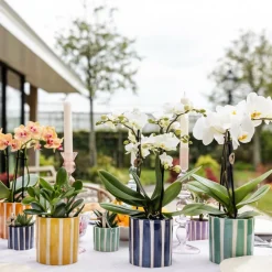 LA GREEN TOUCH - Pot céramique rayé bleu