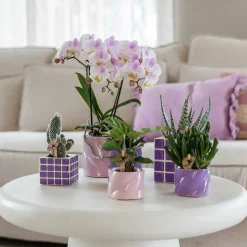 LA GREEN TOUCH - Pot décoratif candy lilas