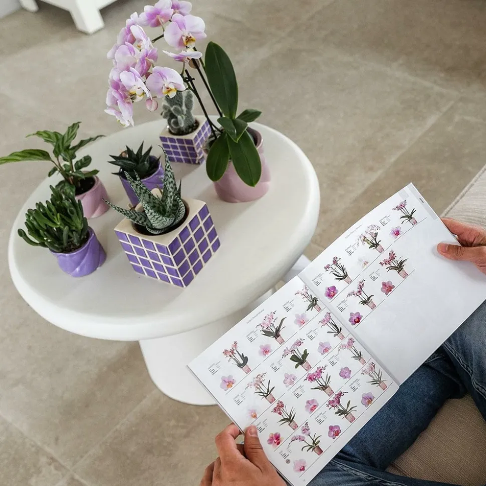 LA GREEN TOUCH - Pot décoratif candy lilas