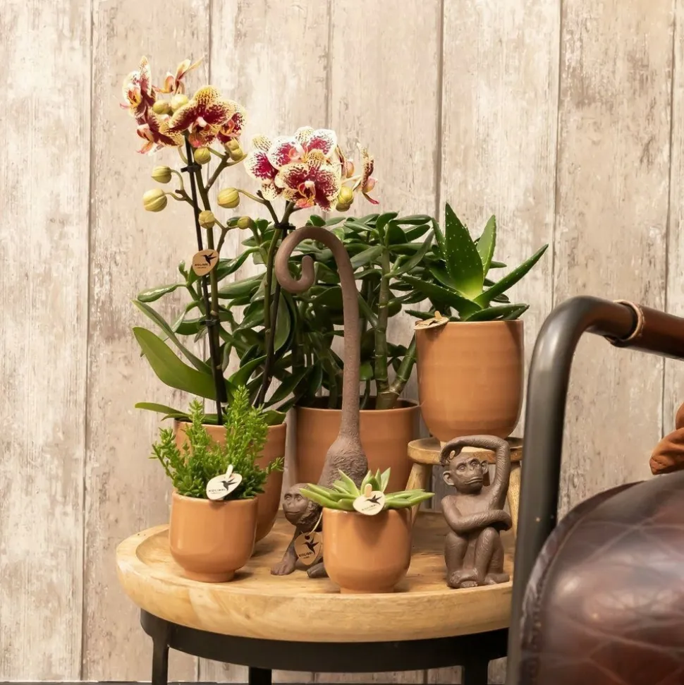 LA GREEN TOUCH - Pot décoratif en céramique glacée - cognac