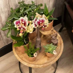 LA GREEN TOUCH - Pot décoratif en céramique glacée - cognac