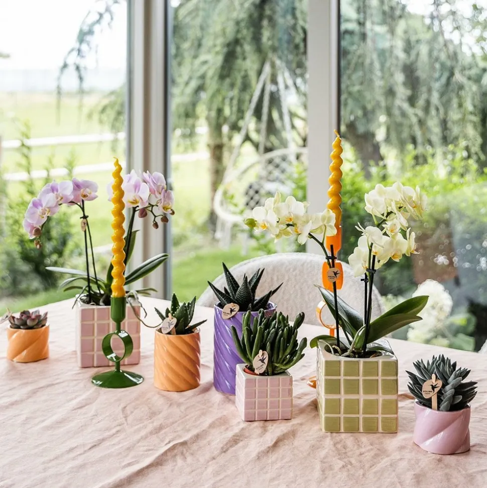 LA GREEN TOUCH - Pot décoratif mosa pink