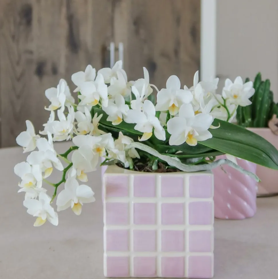 LA GREEN TOUCH - Pot décoratif mosa pink