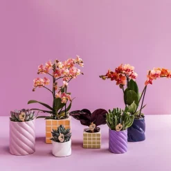 LA GREEN TOUCH - Pot décoratif candy lilas haut