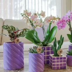 LA GREEN TOUCH - Pot décoratif candy lilas haut