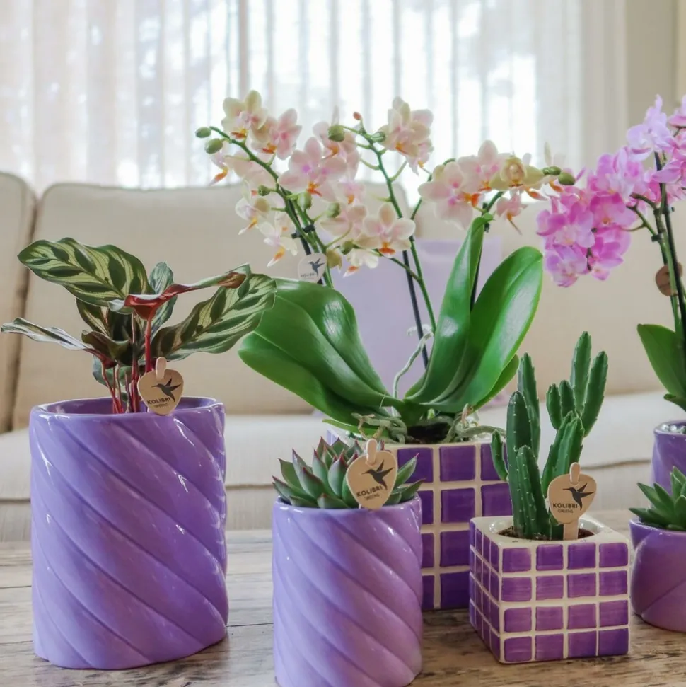 LA GREEN TOUCH - Pot décoratif candy lilas haut