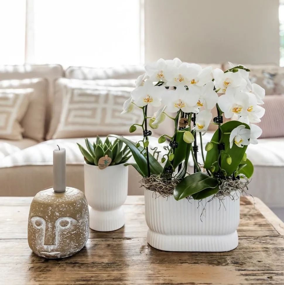 LA GREEN TOUCH - Pot décoratif diabolo blanc