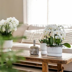 LA GREEN TOUCH - Pot décoratif diabolo blanc