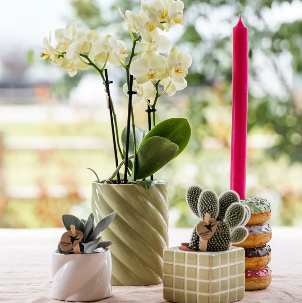 LA GREEN TOUCH - Pot décoratif candy – haut – vert