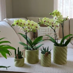 LA GREEN TOUCH - Pot décoratif candy – haut – vert