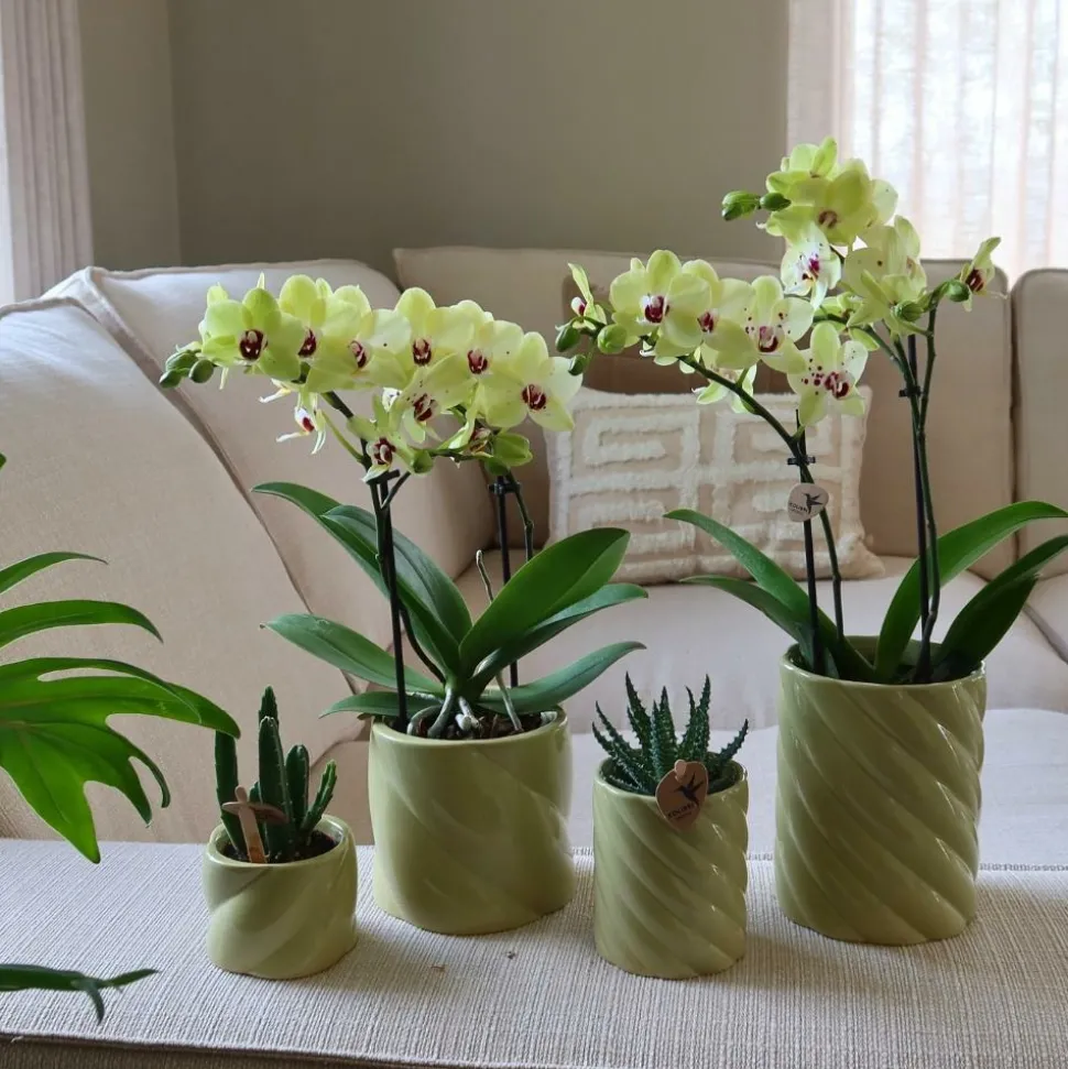 LA GREEN TOUCH - Pot décoratif candy – haut – vert